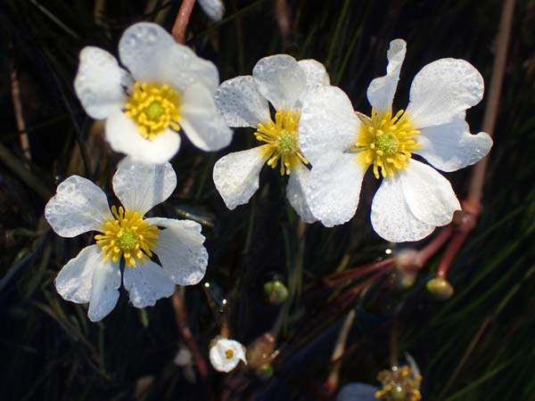 Ranunculus fluitans \ Flutender Hahnenfu� / River Water Crowfoot, D Bahlingen am Kaiserstuhl 24.9.2021