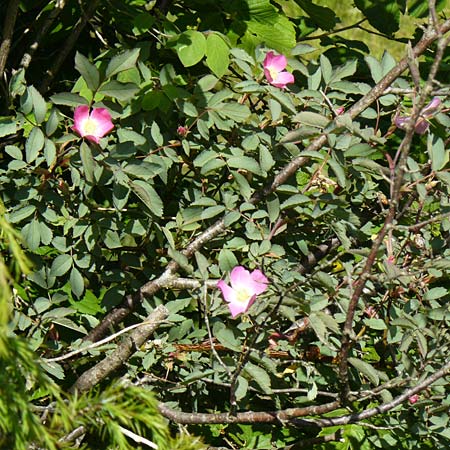 Rosa glauca \ Hecht-Rose, Rotbl�ttrige Rose / Redleaf Rose, D Fridingen 3.6.2015