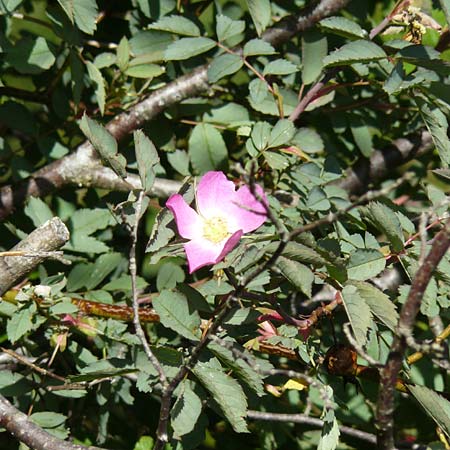 Rosa glauca \ Hecht-Rose, Rotbl�ttrige Rose / Redleaf Rose, D Fridingen 3.6.2015