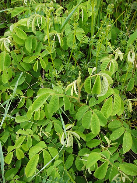 Rosa gallica \ Essig-Rose, Franz�sische Rose / French Rose, Apothecary's Rose, D &Ouml;stringen-Eichelberg 30.4.2015