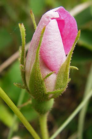 Rosa gallica \ Essig-Rose, Franz�sische Rose / French Rose, Apothecary's Rose, D &Ouml;stringen-Eichelberg 25.5.2015