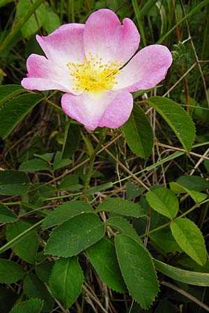 Rosa gallica \ Essig-Rose, Franz�sische Rose / French Rose, Apothecary's Rose, D &Ouml;stringen-Eichelberg 25.5.2015
