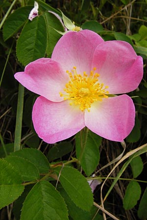Rosa gallica \ Essig-Rose, Franz�sische Rose / French Rose, Apothecary's Rose, D &Ouml;stringen-Eichelberg 25.5.2015
