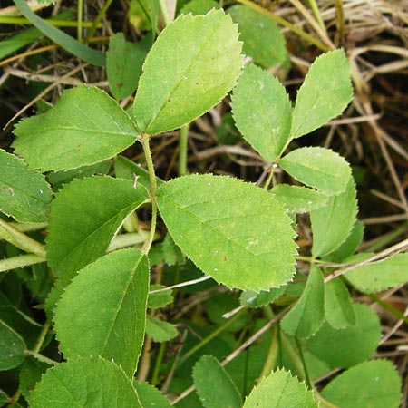 Rosa gallica \ Essig-Rose, Franz�sische Rose / French Rose, Apothecary's Rose, D &Ouml;stringen-Eichelberg 25.5.2015