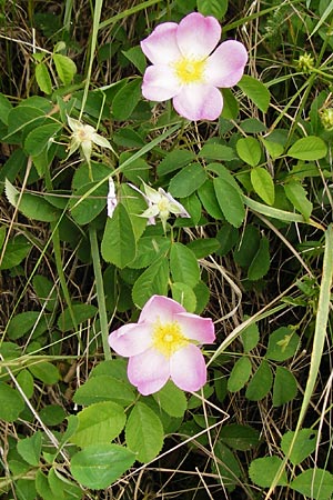 Rosa gallica \ Essig-Rose, Franz�sische Rose / French Rose, Apothecary's Rose, D &Ouml;stringen-Eichelberg 25.5.2015