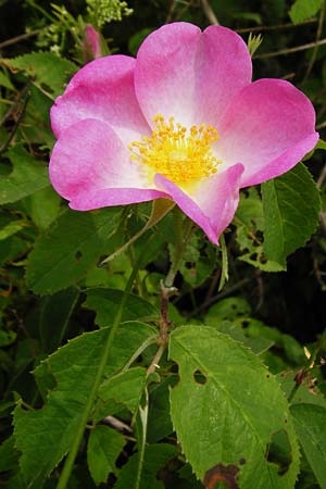Rosa gallica \ Essig-Rose, Franz�sische Rose / French Rose, Apothecary's Rose, D &Ouml;stringen-Eichelberg 25.5.2015