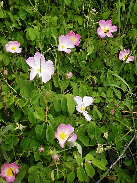 Rosa gallica \ Essig-Rose, Franz�sische Rose / French Rose, Apothecary's Rose, D &Ouml;stringen-Eichelberg 25.5.2015