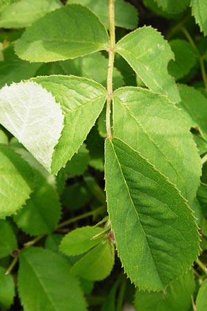 Rosa gallica \ Essig-Rose, Franz�sische Rose / French Rose, Apothecary's Rose, D &Ouml;stringen-Eichelberg 25.5.2015