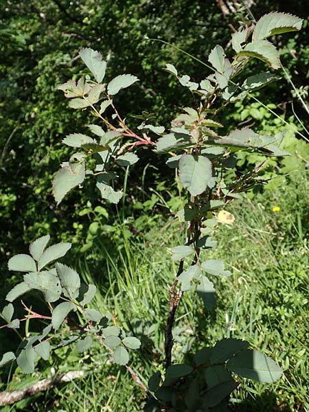 Rosa glauca \ Hecht-Rose, Rotbl�ttrige Rose / Redleaf Rose, D Fridingen 3.6.2015