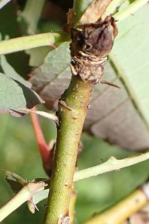 Rosa glauca \ Hecht-Rose, Rotbl�ttrige Rose / Redleaf Rose, D Fridingen 3.6.2015