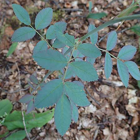 Rosa glauca \ Hecht-Rose, Rotbl�ttrige Rose / Redleaf Rose, D Beuron 25.7.2015