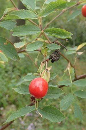 Rosa glauca \ Hecht-Rose, Rotbl�ttrige Rose / Redleaf Rose, D Botan. Gar.  Universit.  T&uuml;bingen 3.9.2016