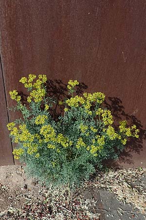 Ruta graveolens, Rue