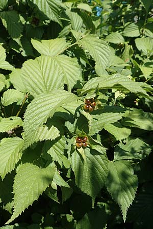 Rhodotypos scandens \ Schnee-Kerrie / Jetbead, D Frankfurt-Schwanheim 20.6.2018