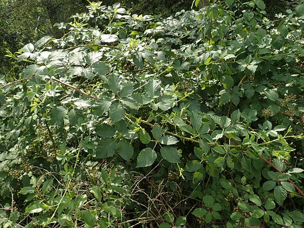 Rubus divaricatus ? \ Sparrige Brombeere, Auseinandergezogene Brombeere / Spreading Bramble, D Herne 27.7.2019