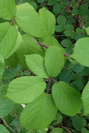 Rubus haeupleri \ H�uplers Brombeere / Haeupler's Bramble, D Willebaldessen 29.7.2020