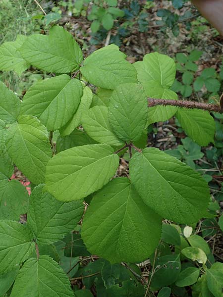 Rubus haeupleri \ H�uplers Brombeere / Haeupler's Bramble, D Willebaldessen 29.7.2020