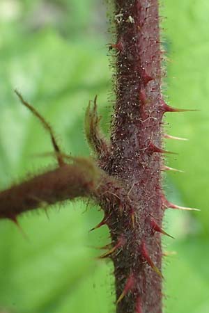 Rubus haeupleri \ H�uplers Brombeere / Haeupler's Bramble, D Willebaldessen 29.7.2020