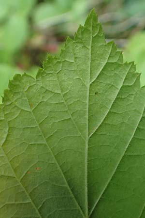 Rubus haeupleri \ H�uplers Brombeere / Haeupler's Bramble, D Willebaldessen 29.7.2020