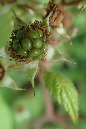 Rubus haeupleri \ H�uplers Brombeere / Haeupler's Bramble, D Willebaldessen 29.7.2020