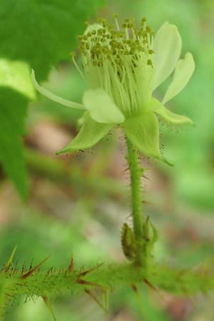 Rubus haeupleri \ H�uplers Brombeere / Haeupler's Bramble, D Willebaldessen 29.7.2020