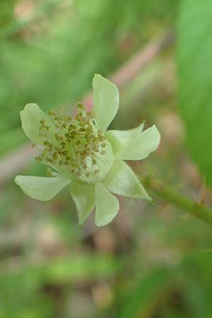 Rubus haeupleri \ H�uplers Brombeere / Haeupler's Bramble, D Willebaldessen 29.7.2020