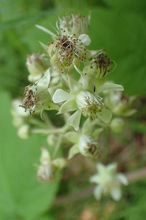 Rubus haeupleri \ H�uplers Brombeere / Haeupler's Bramble, D Willebaldessen 29.7.2020