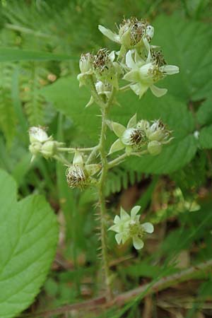 Rubus haeupleri \ H�uplers Brombeere / Haeupler's Bramble, D Willebaldessen 29.7.2020