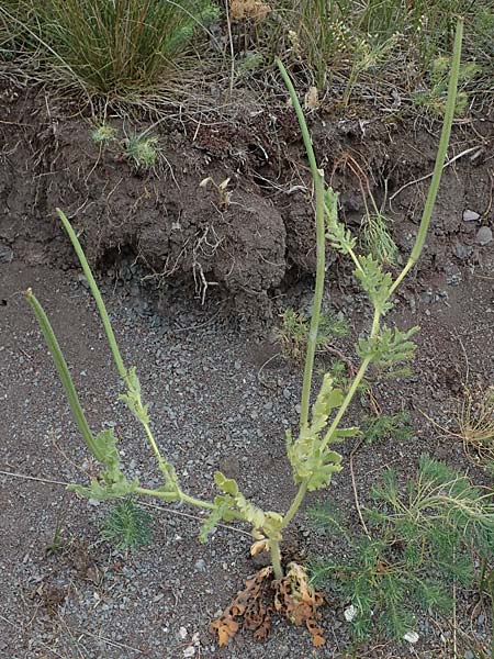 Glaucium corniculatum, Red Horned Poppy