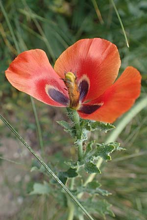 Glaucium corniculatum, Red Horned Poppy