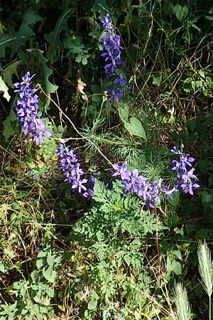 Delphinium hispanicum \ Orientalischer Rittersporn / Eastern Larkspur, D Seeheim an der Bergstra&szlig;e 24.6.2019