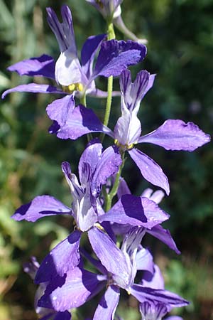 Delphinium hispanicum \ Orientalischer Rittersporn / Eastern Larkspur, D Seeheim an der Bergstra&szlig;e 24.6.2019