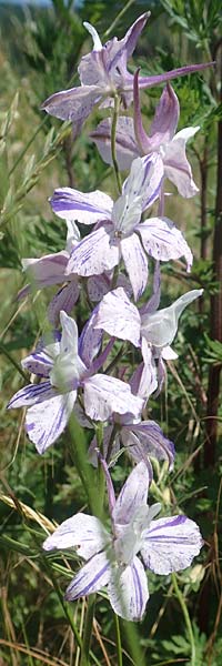 Delphinium hispanicum \ Orientalischer Rittersporn / Eastern Larkspur, D Seeheim an der Bergstra&szlig;e 24.6.2019