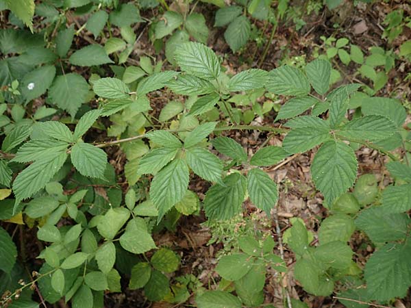 Rubus infestus \ Feindliche Brombeere / Adversarial Bramble, D Hann. M&uuml;nden 28.7.2019
