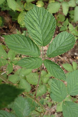 Rubus infestus \ Feindliche Brombeere / Adversarial Bramble, D Hann. M&uuml;nden 28.7.2019