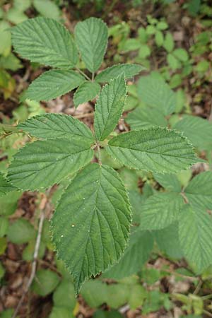 Rubus infestus \ Feindliche Brombeere / Adversarial Bramble, D Hann. M&uuml;nden 28.7.2019