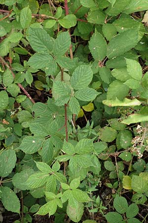 Rubus infestus \ Feindliche Brombeere / Adversarial Bramble, D Hann. M&uuml;nden 28.7.2019