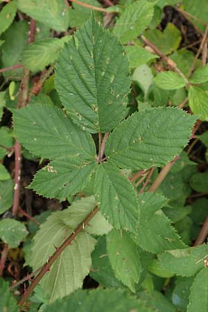Rubus infestus \ Feindliche Brombeere / Adversarial Bramble, D Hann. M&uuml;nden 28.7.2019