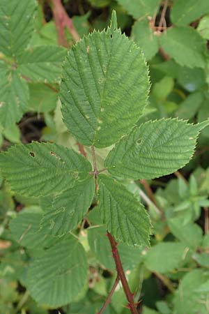 Rubus infestus \ Feindliche Brombeere / Adversarial Bramble, D Hann. M&uuml;nden 28.7.2019