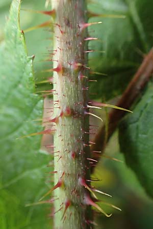 Rubus iuvenis \ Sauerland-Brombeere, Jugendliche Brombeere / Sauerland Bramble, D Sundern 12.6.2020