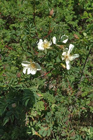 Rosa spinosissima, Bibernellbl&auml;ttrige Rose