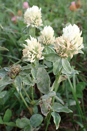 Trifolium pratense \ Rot-Klee, Wiesen-Klee, D Odenwald, Hammelbach 3.9.2015