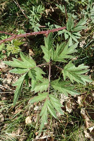 Rubus laciniatus \ Schlitzbl�ttrige Brombeere / Cutleaf Blackberry, Evergreen Blackberry, D Frankfurt Airport 26.5.2017