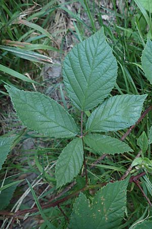 Rubus loehrii \ L�hrs Brombeere / Loehr's Bramble, D Trendelburg 28.7.2019