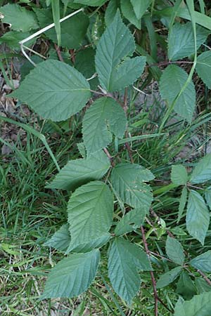 Rubus loehrii \ L�hrs Brombeere / Loehr's Bramble, D Trendelburg 28.7.2019