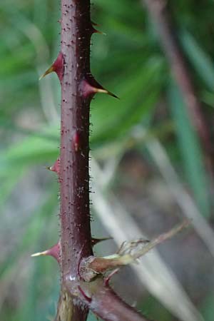 Rubus loehrii \ L�hrs Brombeere / Loehr's Bramble, D Trendelburg 28.7.2019