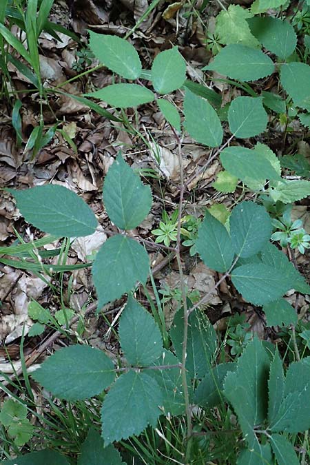 Rubus loehrii \ L�hrs Brombeere / Loehr's Bramble, D Trendelburg 28.7.2019