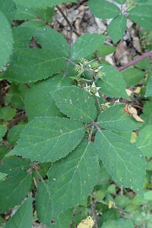 Rubus loehrii \ L�hrs Brombeere / Loehr's Bramble, D Trendelburg 28.7.2019