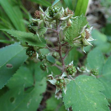 Rubus loehrii \ L�hrs Brombeere / Loehr's Bramble, D Trendelburg 28.7.2019
