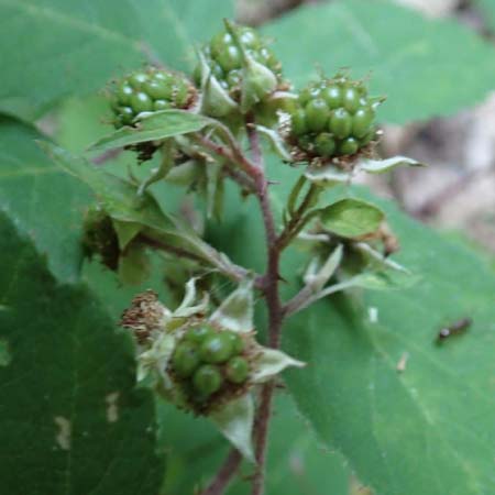 Rubus loehrii \ L�hrs Brombeere / Loehr's Bramble, D Trendelburg 28.7.2019